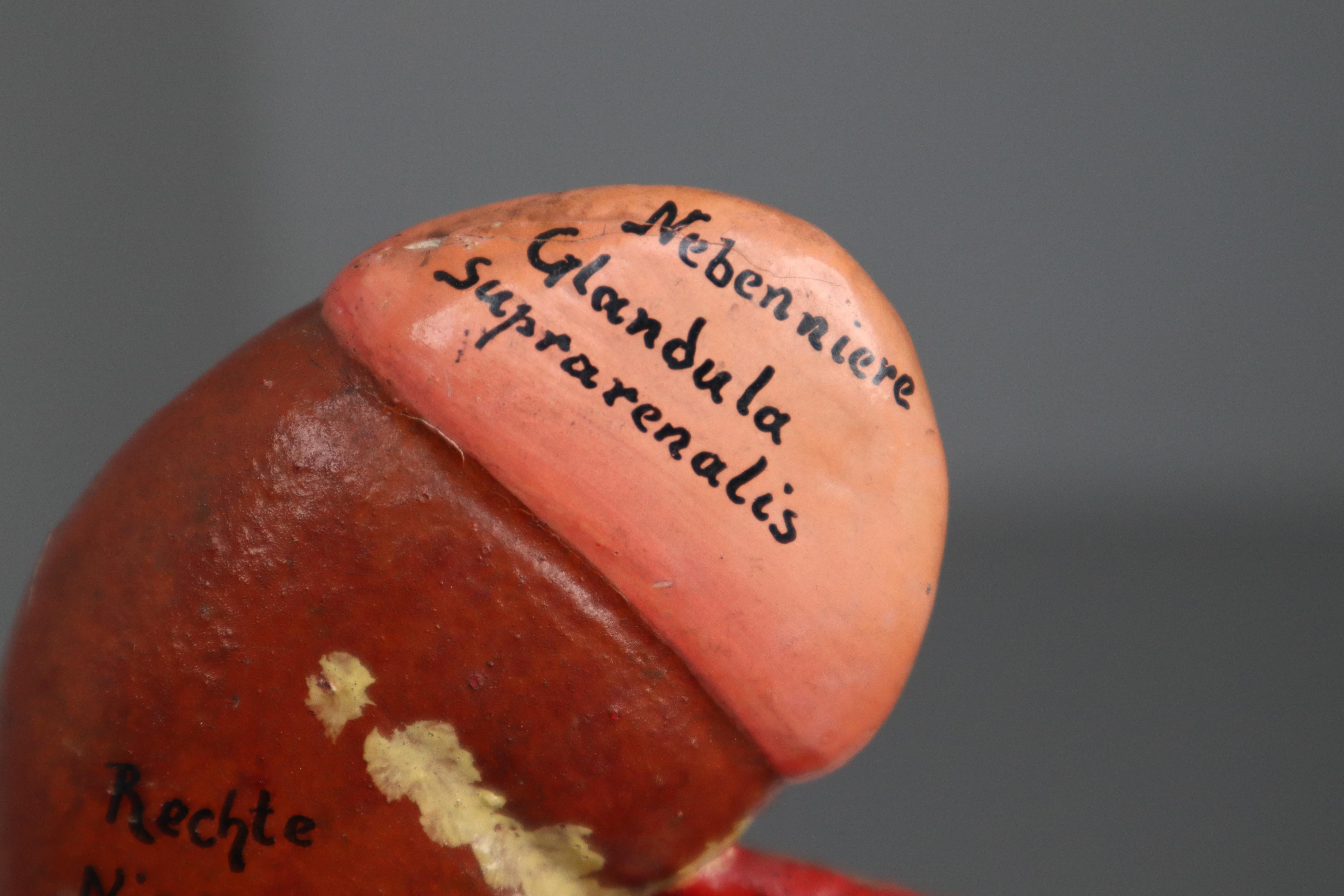 Plaster Anatomical Teaching Model 