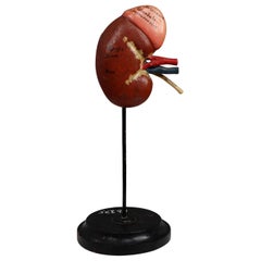 Anatomical Teaching Model "Ren" Germany, 1920s