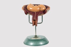 Anatomical teaching model, the prenatal fetus. Somso, Germany, 1950s.