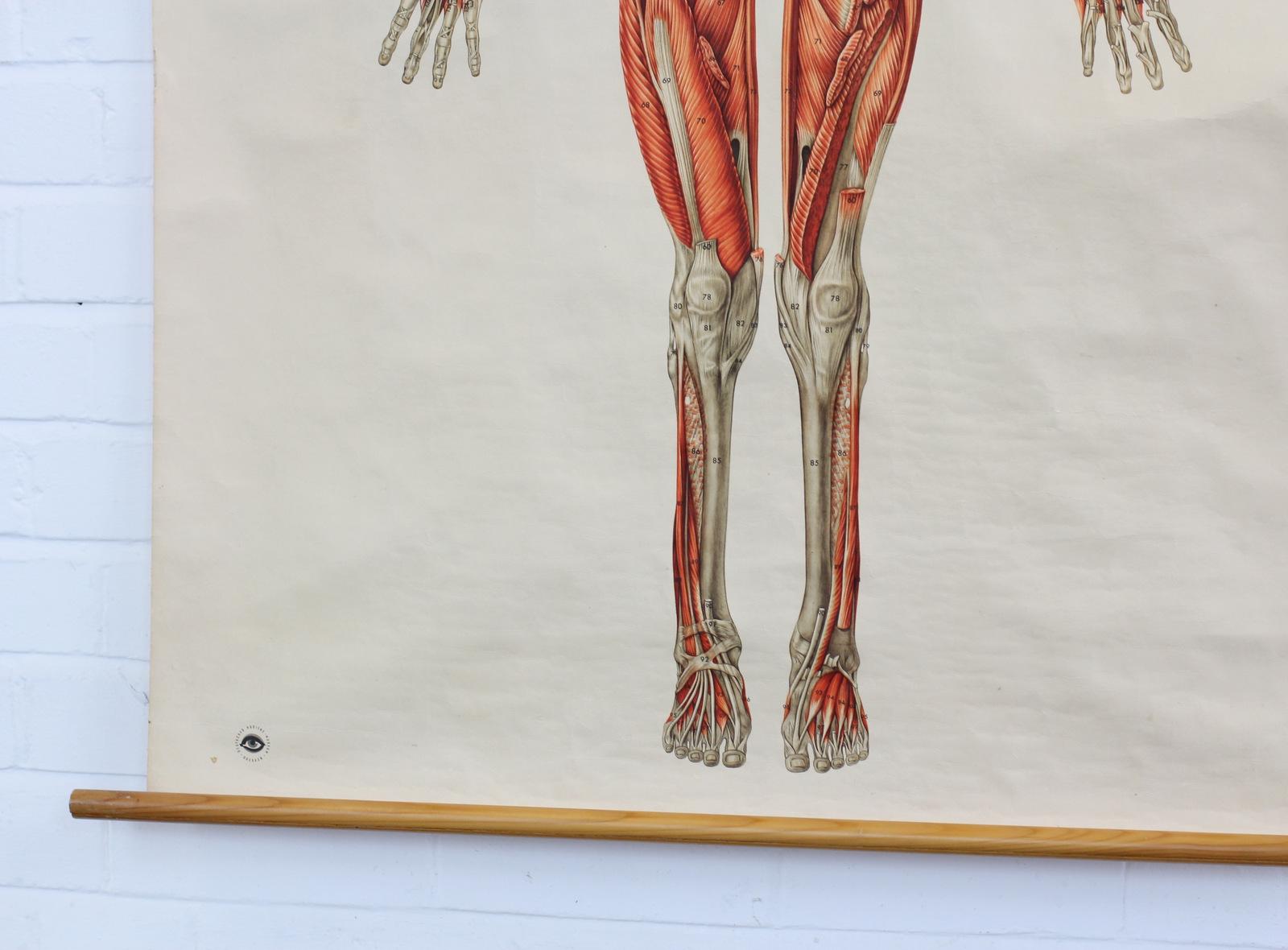 Anatomical Wall Chart of the Muscles, circa 1960s 4