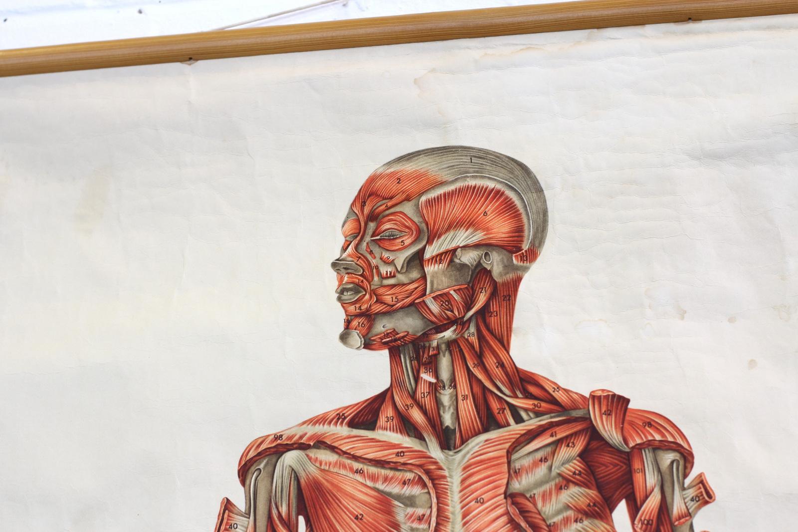 Anatomical Wall Chart Of The Muscles, circa 1960s

- Canvas backed
- Wooden hangers
- German, circa 1960s
- 117cm tall x 92cm wide

Condition Report

Some creasing and age marks to the front but no major tears or missing pieces.
       