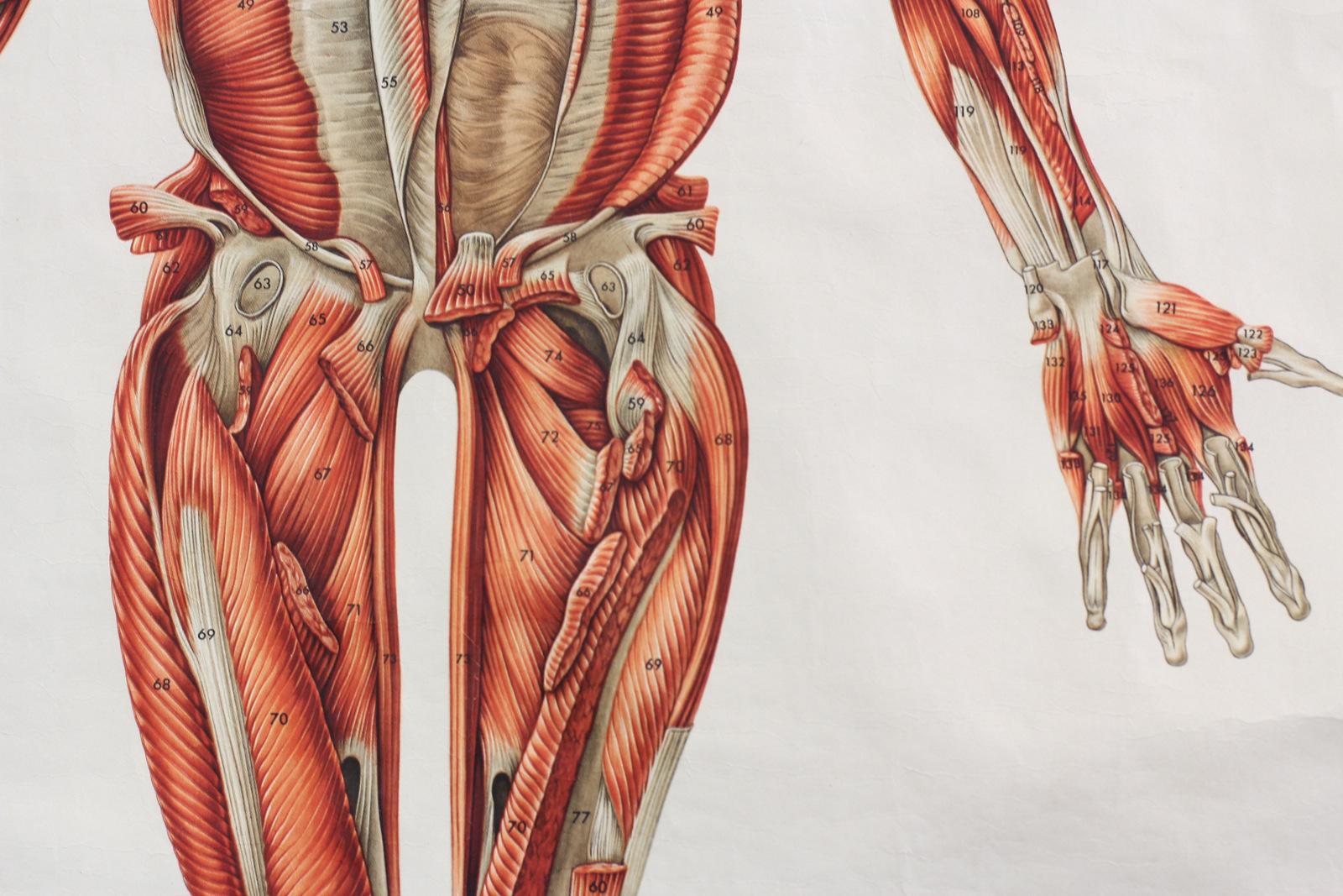 German Anatomical Wall Chart of the Muscles, circa 1960s