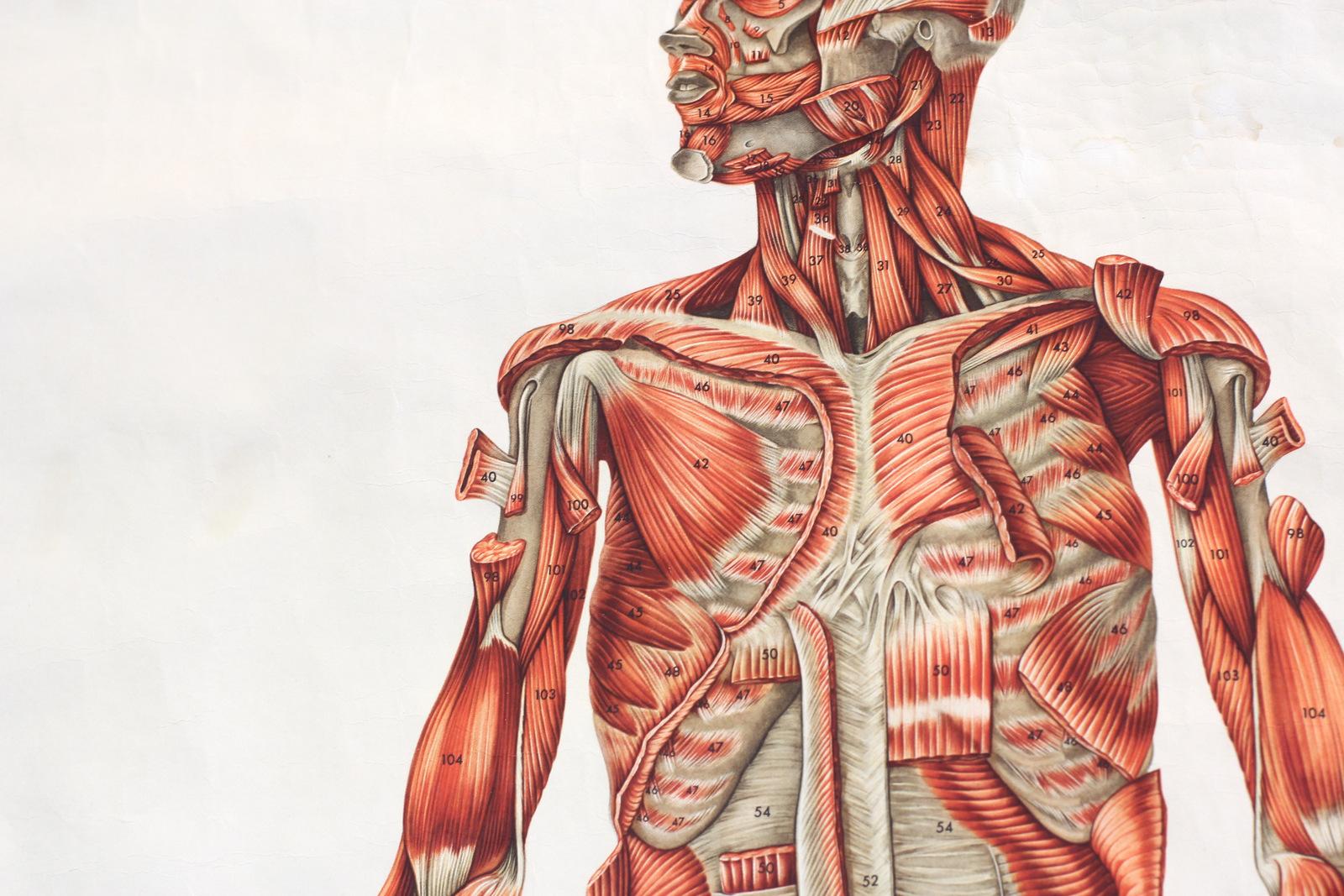 Mid-20th Century Anatomical Wall Chart of the Muscles, circa 1960s