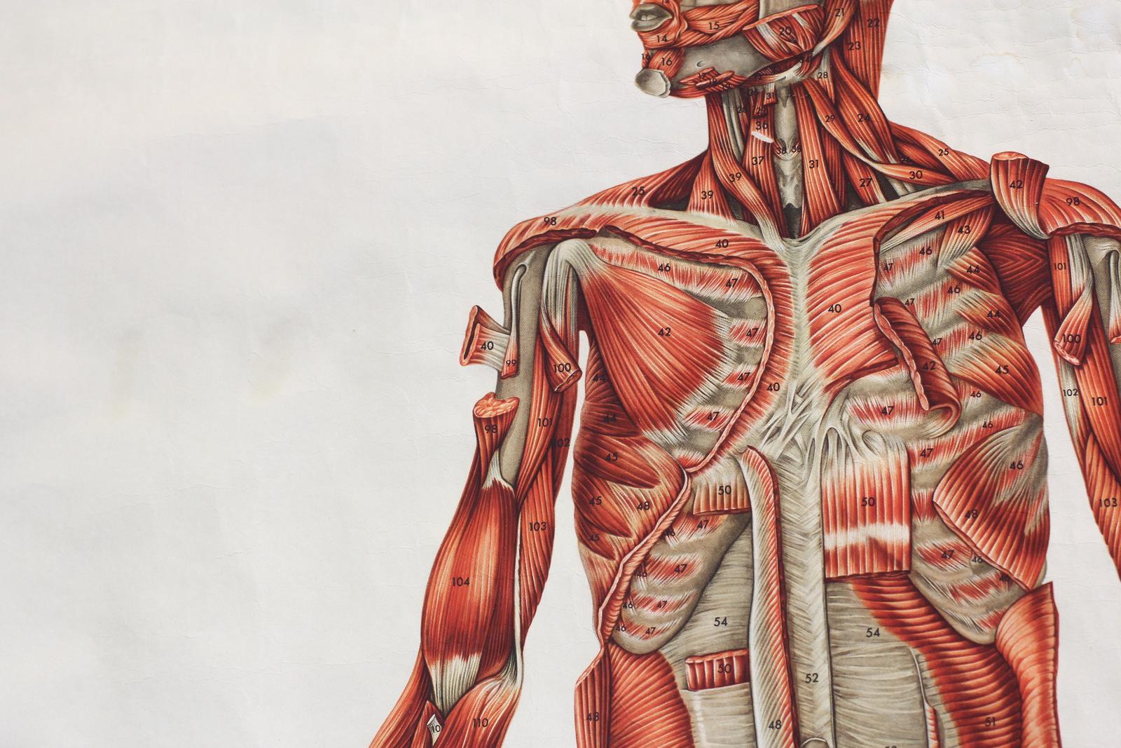 Anatomical Wall Chart of the Muscles, circa 1960s 1