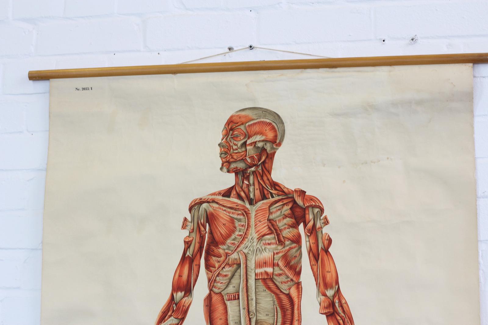 Anatomical Wall Chart of the Muscles, circa 1960s 2