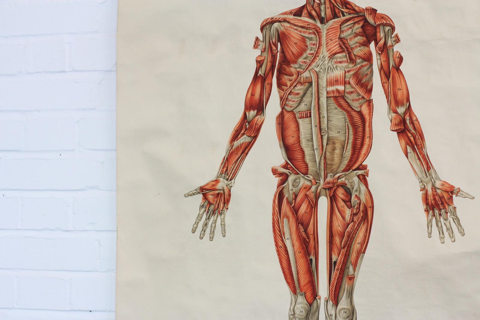 Anatomical Wall Chart of the Muscles, circa 1960s 3