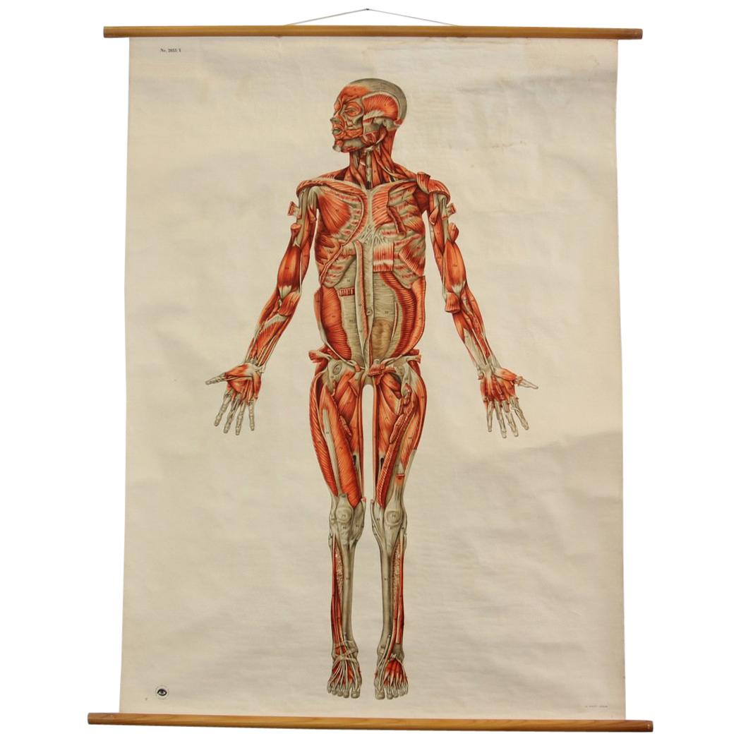 Anatomical Wall Chart of the Muscles, circa 1960s