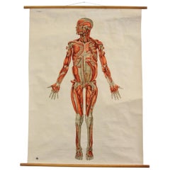 Vintage Anatomical Wall Chart of the Muscles, circa 1960s