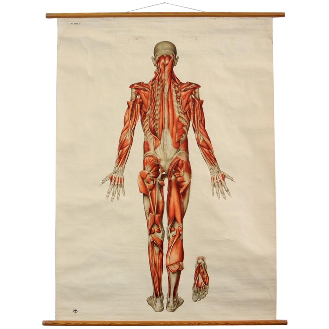 Anatomic Chart