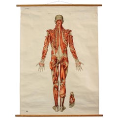 Vintage Anatomical Wall Chart of the Muscles circa 1960s