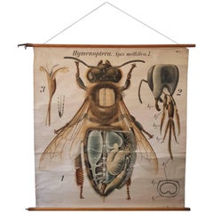 Antique Anatomical, Zoologie Wall Chart by Dr Paul Pfurtscheller