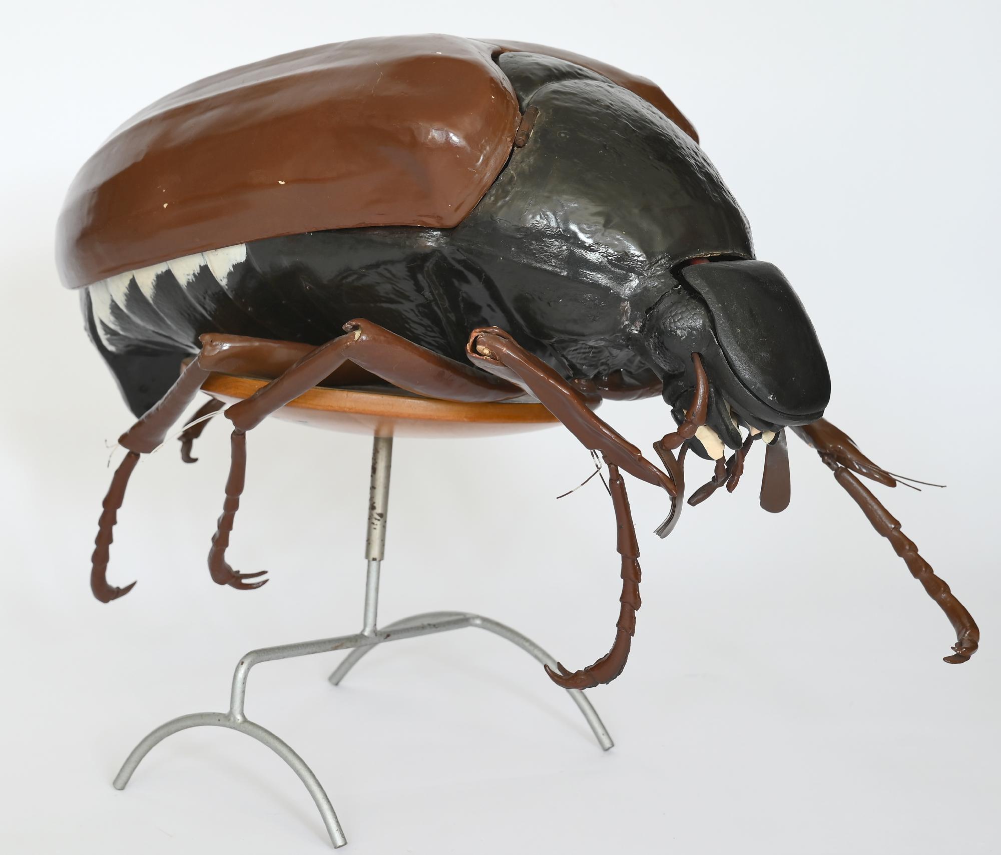 Large anatomical model of a cockchafer (Melolontha) made out of wood, plastic, paper mache
Two-part outer cover with small hooks, insertable and painted wings, movable legs
The removable outer cover and the head part conceal a plastic and colored