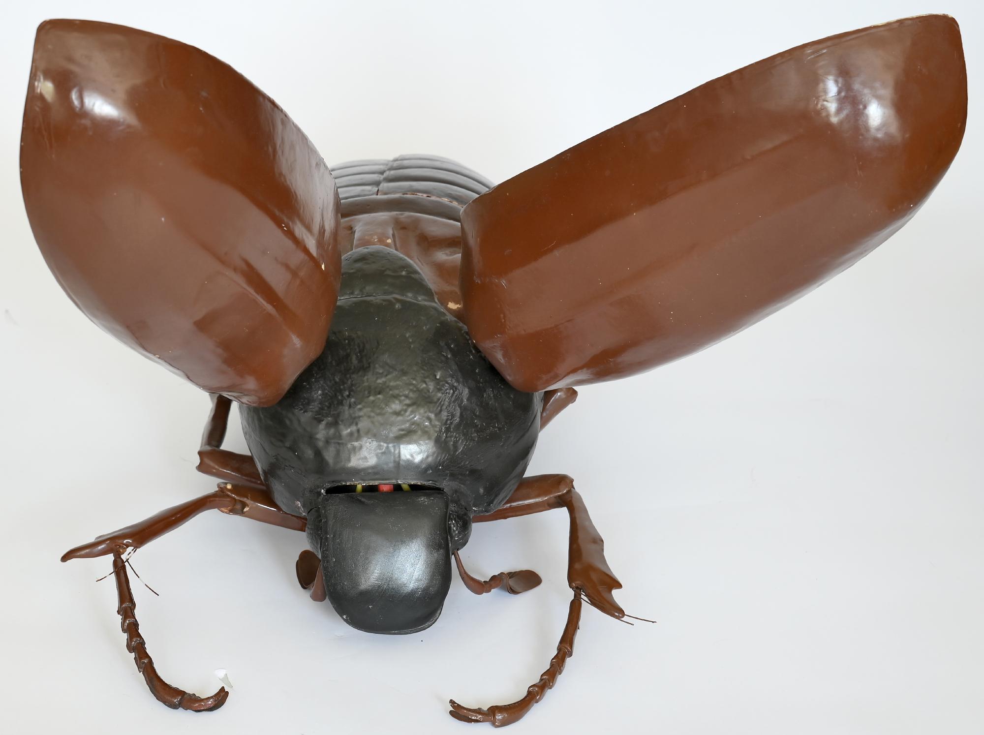 beetle anatomical model