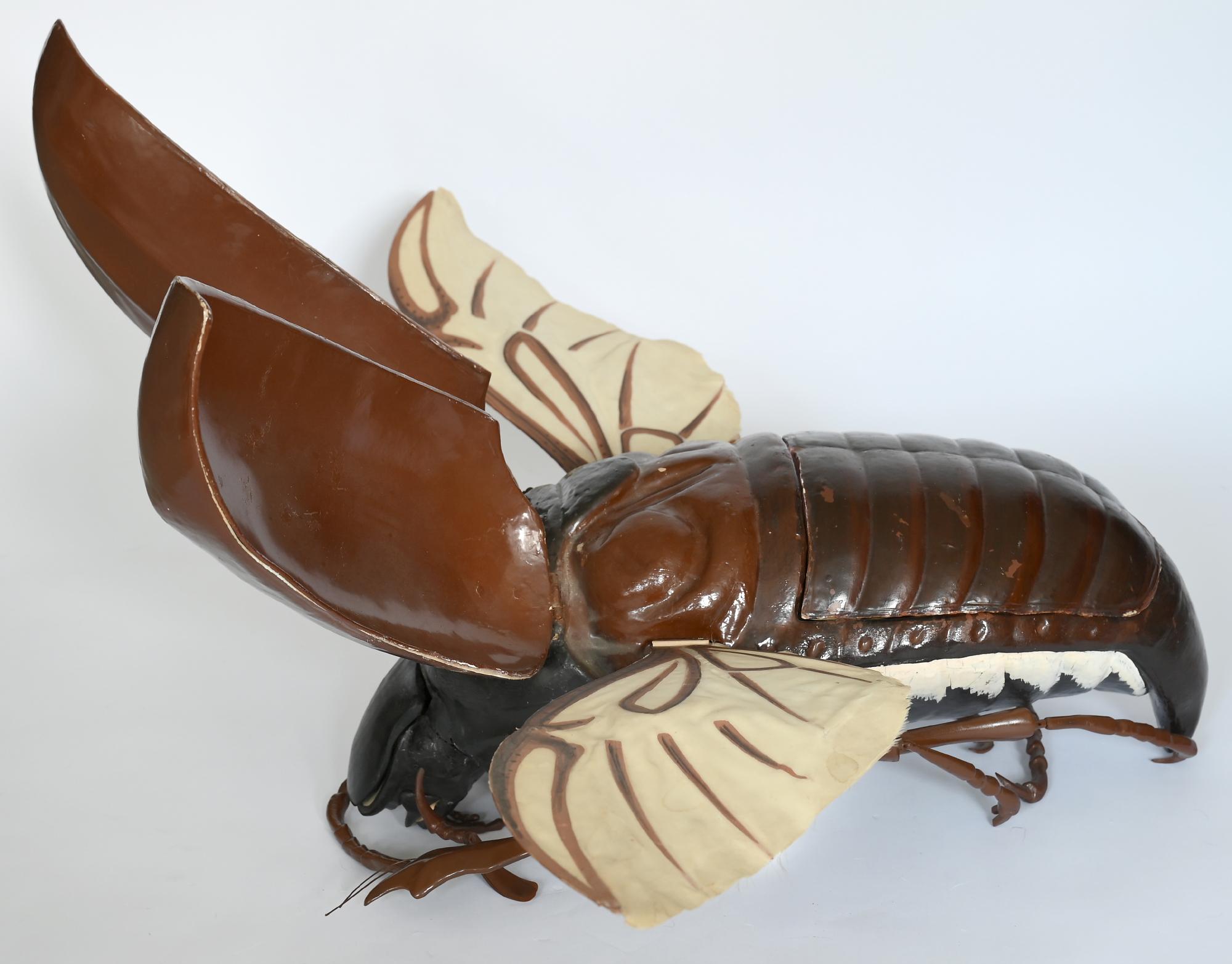 Large Anatomical Removable Model Cockchafer Beetle Melolontha 1930 German In Good Condition For Sale In Epfach, DE