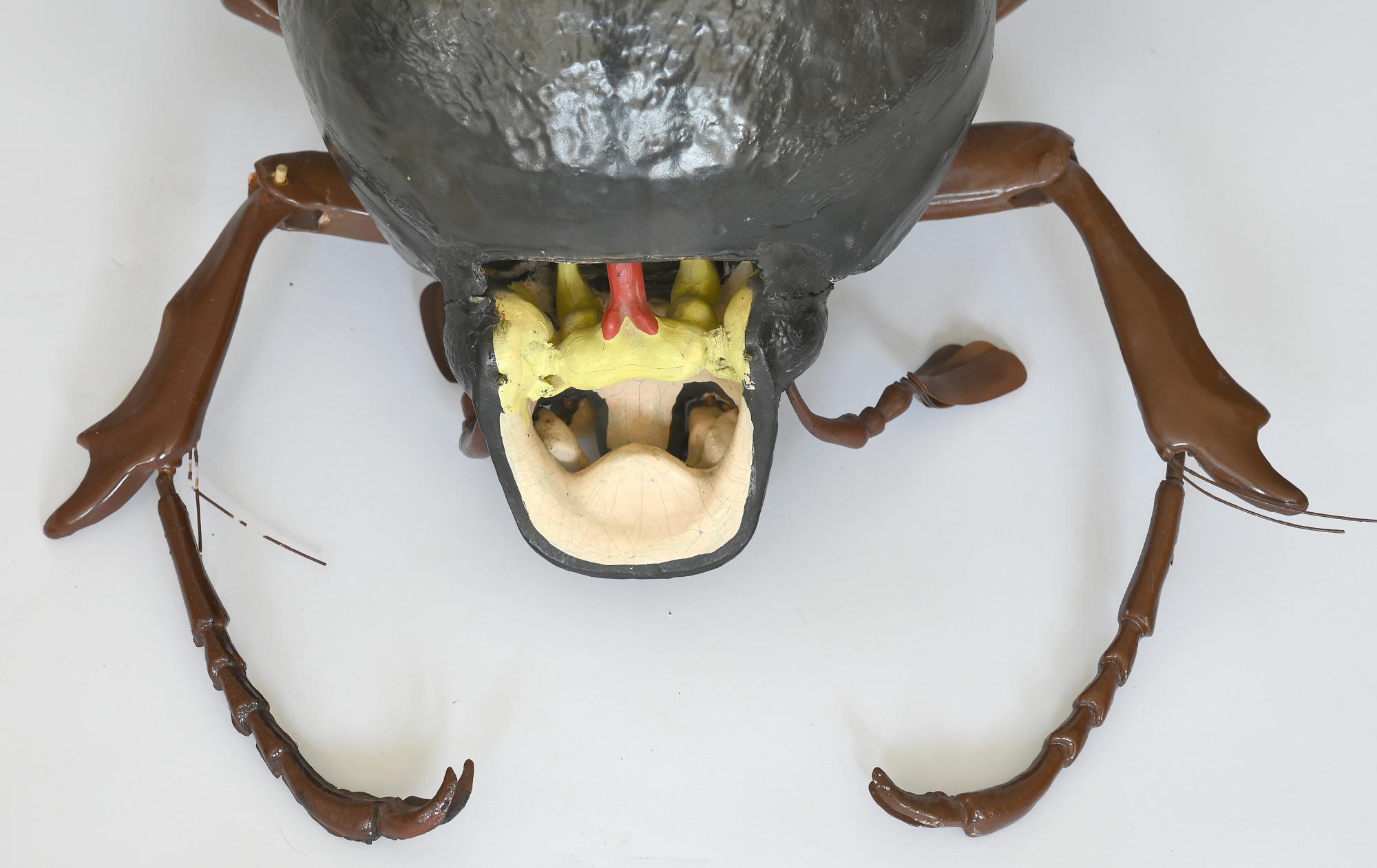 Plastic Large Anatomical Removable Model Cockchafer Beetle Melolontha 1930 German For Sale