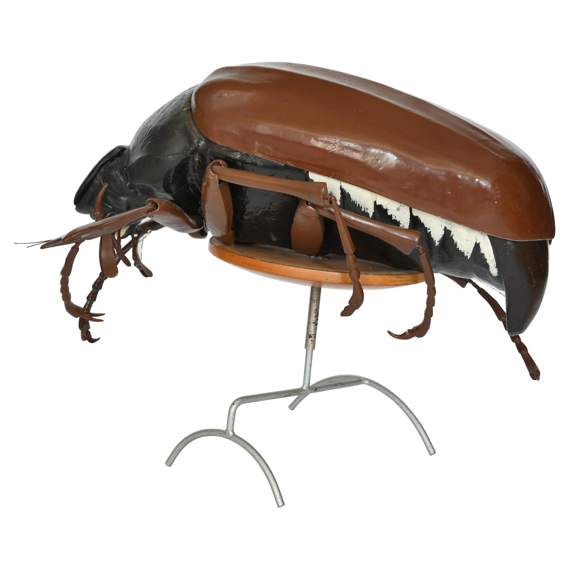 Large Anatomical Removable Model Cockchafer Beetle Melolontha 1930 German For Sale