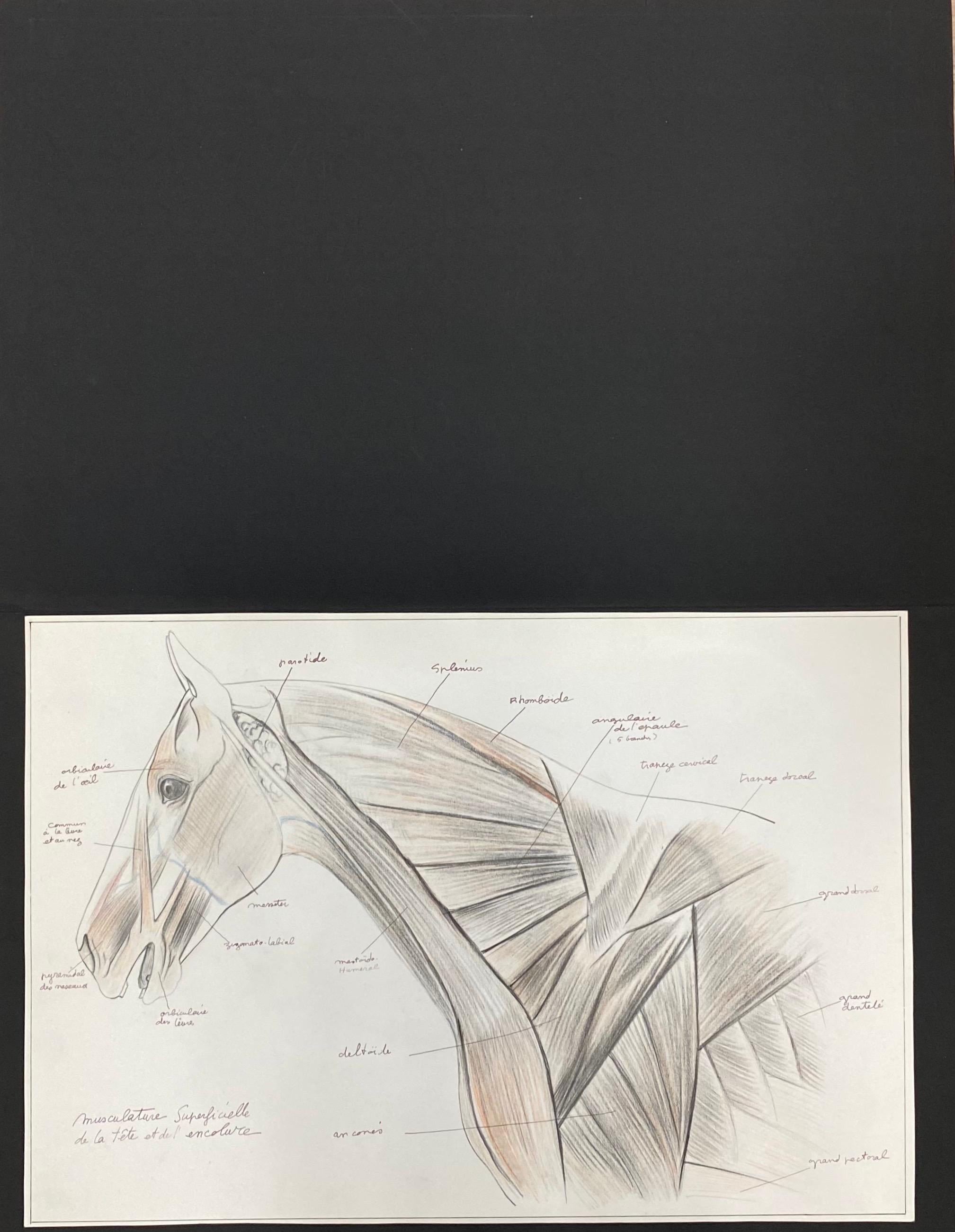 The Anatomy of a Horse
by Robert Ladou (French 1929-2014)
original drawing stuck on card in black folder/ thick paper, unframed
drawing: 12 x 17.75 inches
overall size: 19.75 x 12.75 inches
condition: very good
provenance: from the artists