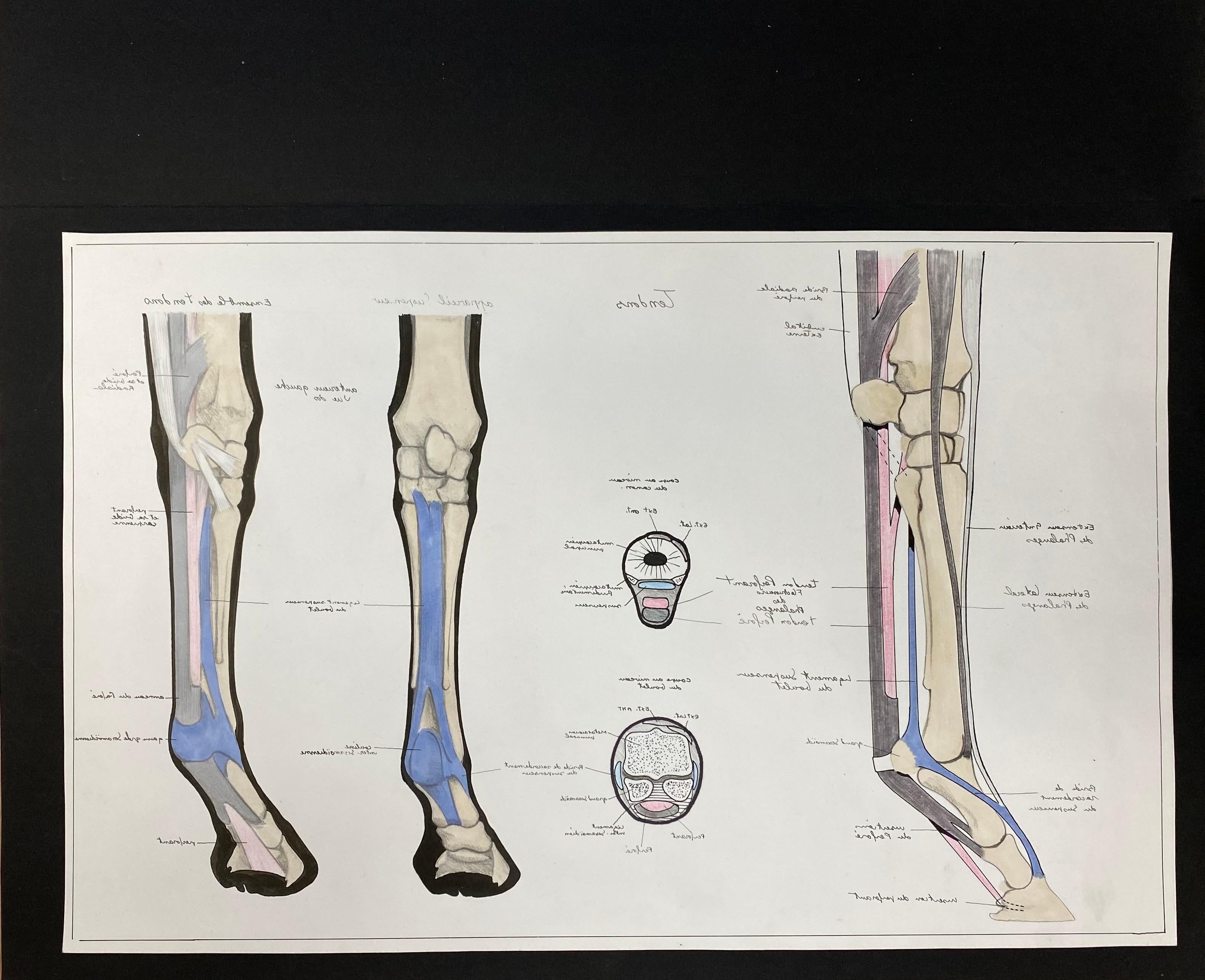 horse knee anatomy