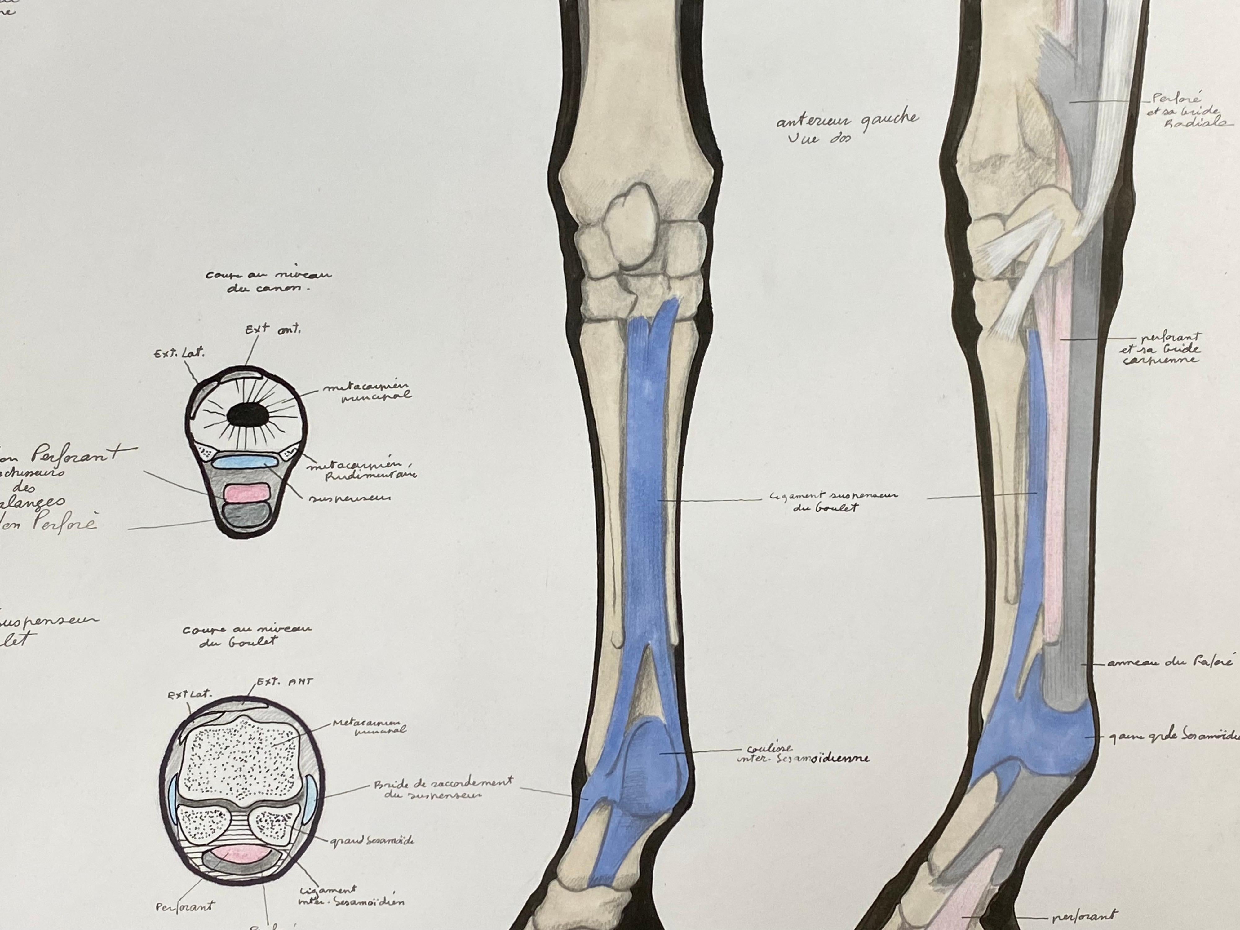 astragal bone