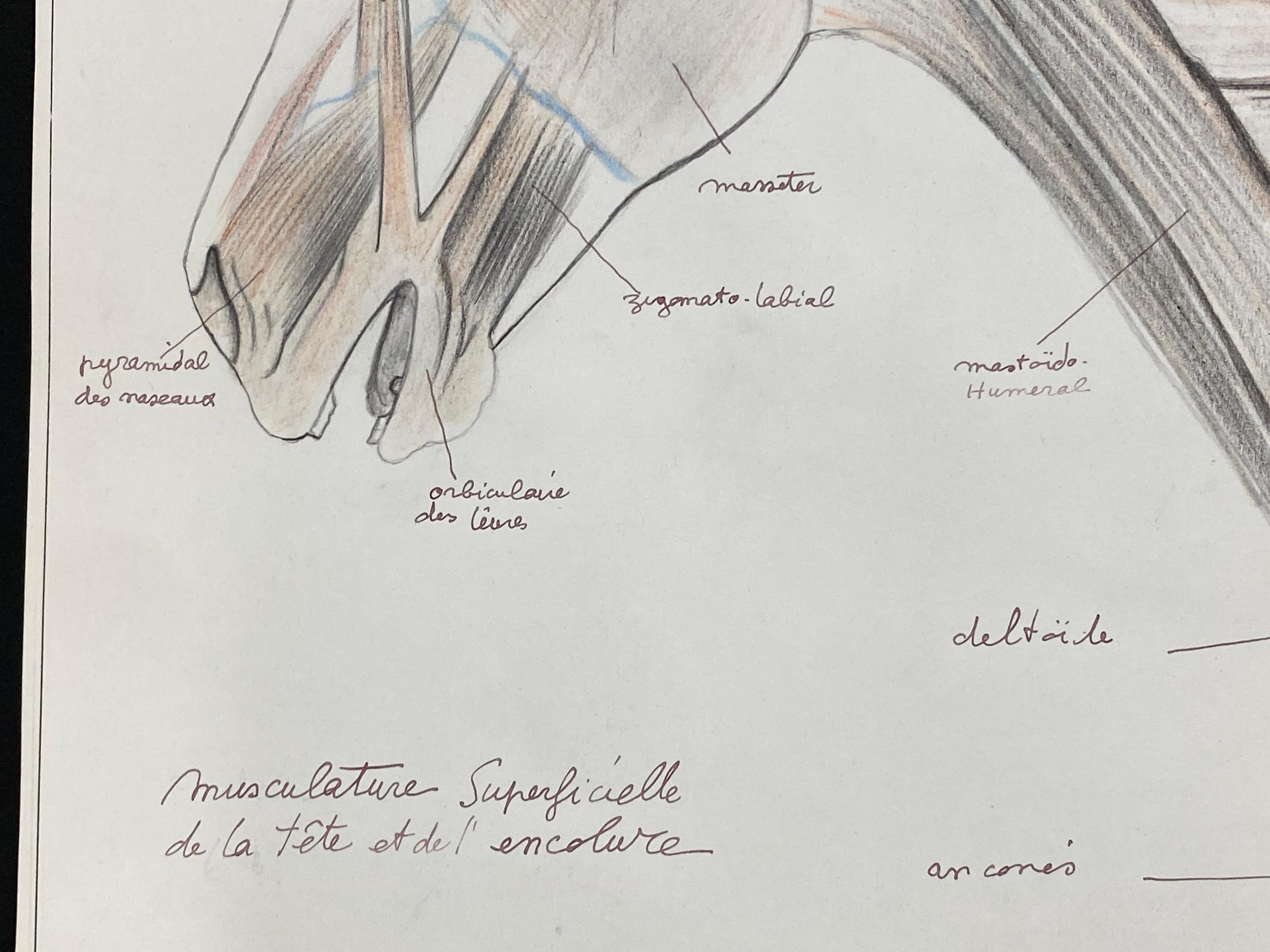 Other Anatomy Drawing of a Horse, Original French Artwork Equestrian Anatomy Study