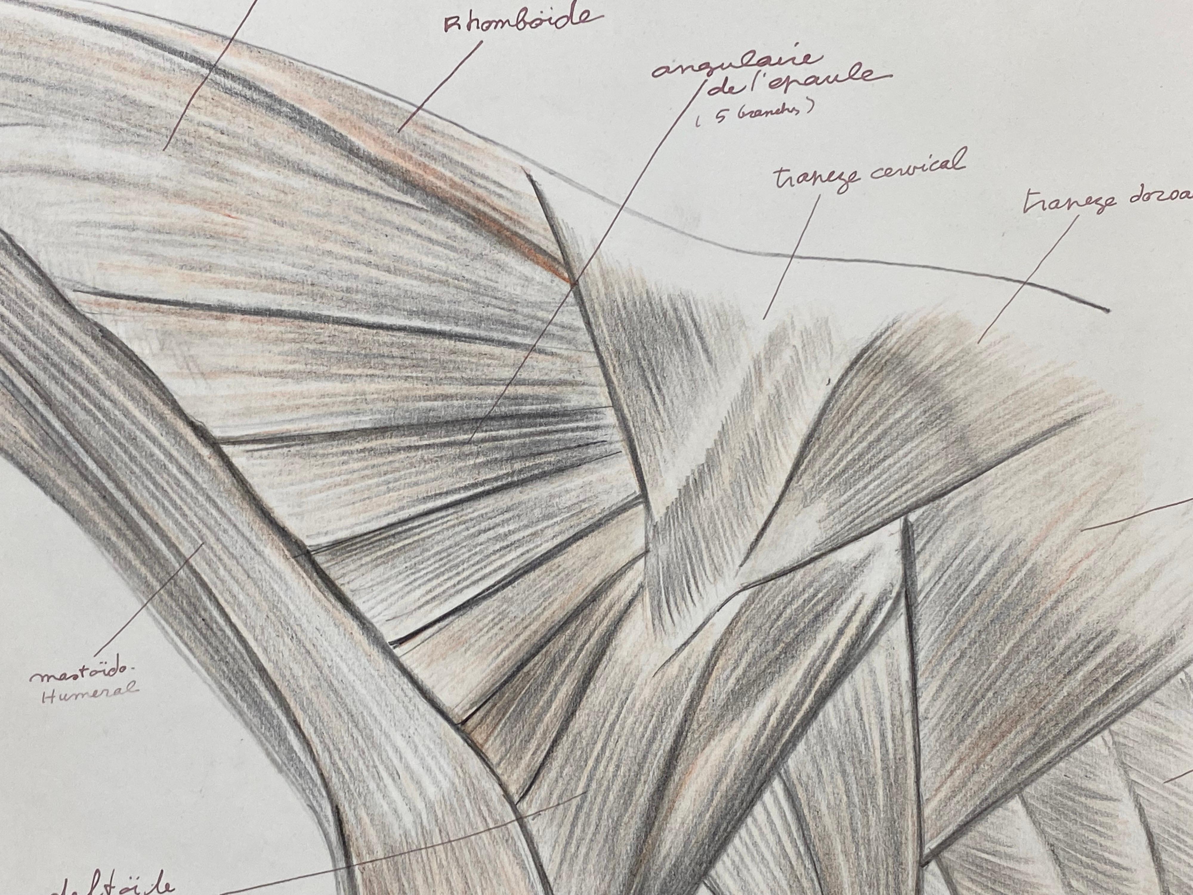 Anatomy Drawing of a Horse, Original French Artwork Equestrian Anatomy Study 1