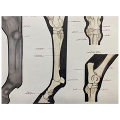 Anatomy Drawing of a Horse, Original French Artwork Equestrian Anatomy Study