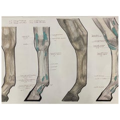 Anatomy Drawing of a Horse, Original French Artwork Equestrian Anatomy Study
