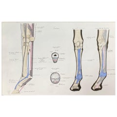 Anatomy Drawing of a Horse, Original French Artwork Equestrian Anatomy Study