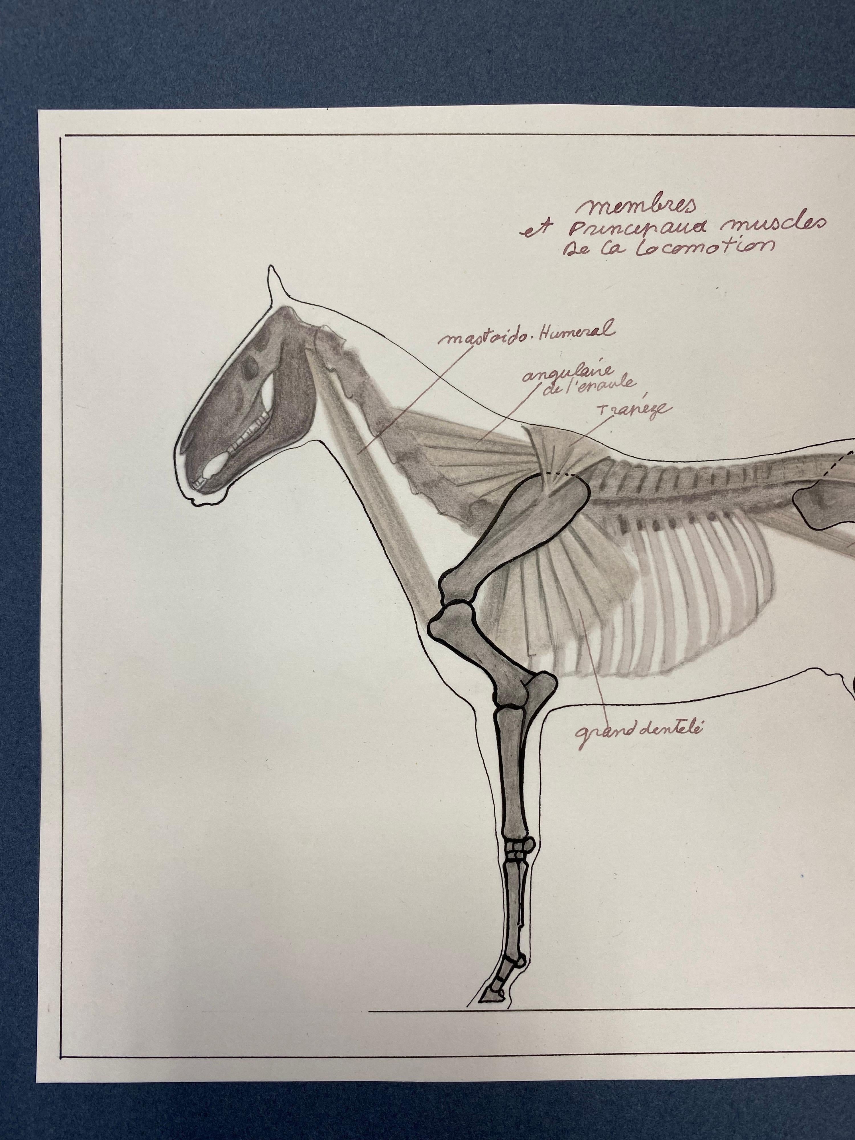 Other Anatomy Drawings of a Horse, Original French Artwork Equestrian Anatomy Study