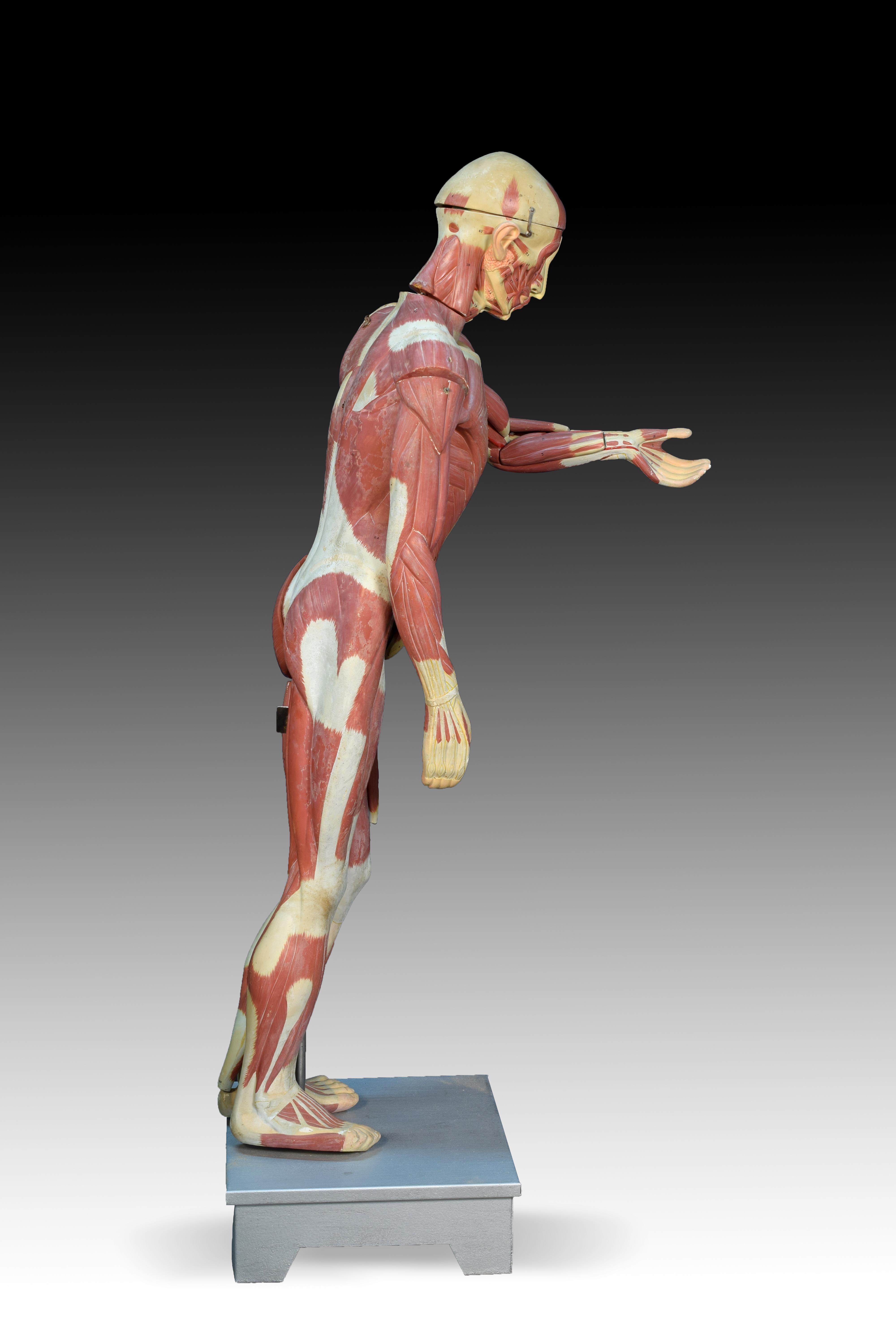 Anatomical model of the muscular system, circa 1950.
Perched on a square base, a skinless human figure stands with a staff on his back. It shows the different muscle layers, and they facilitate the study of a series of removable areas and small