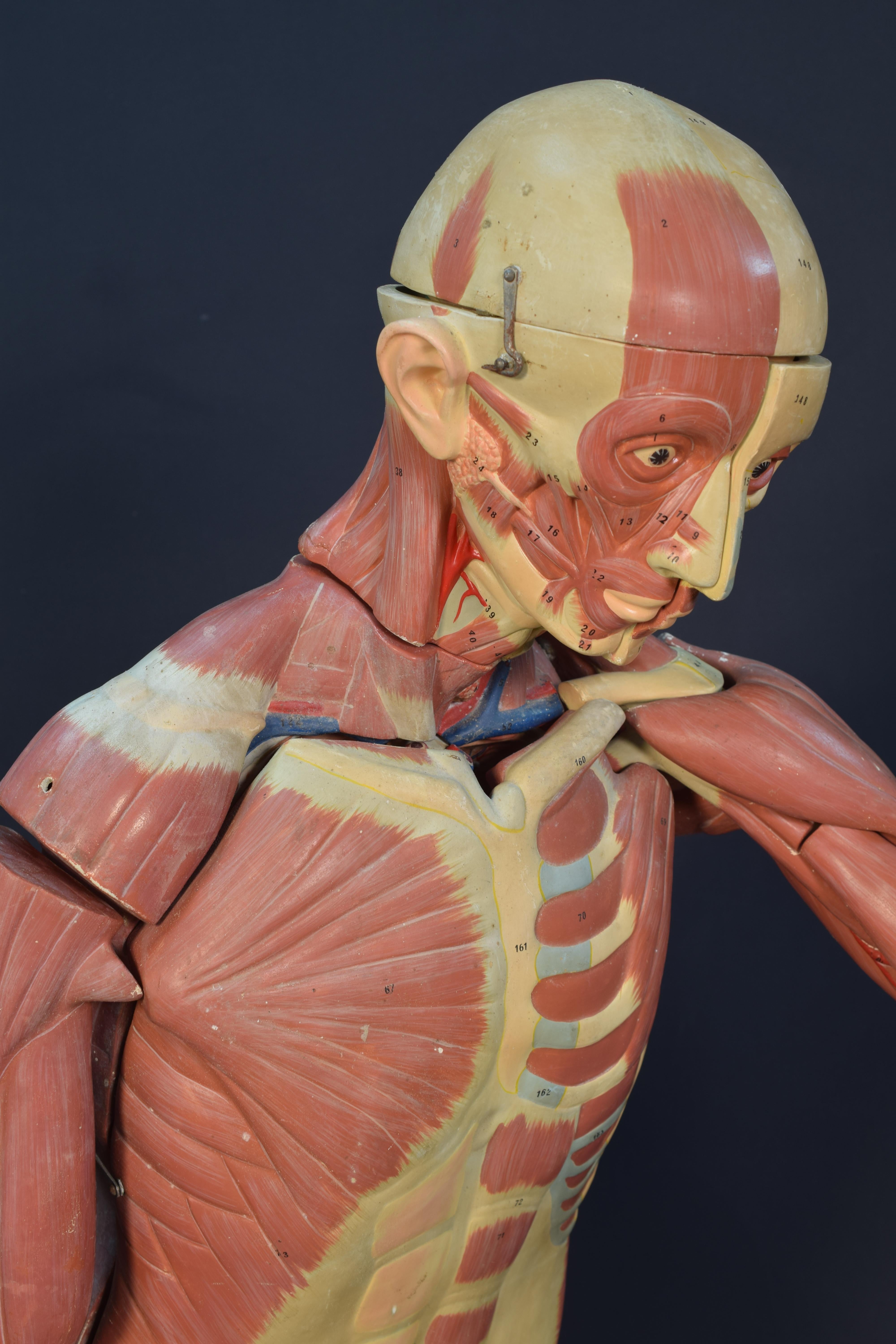 muscle anatomy model
