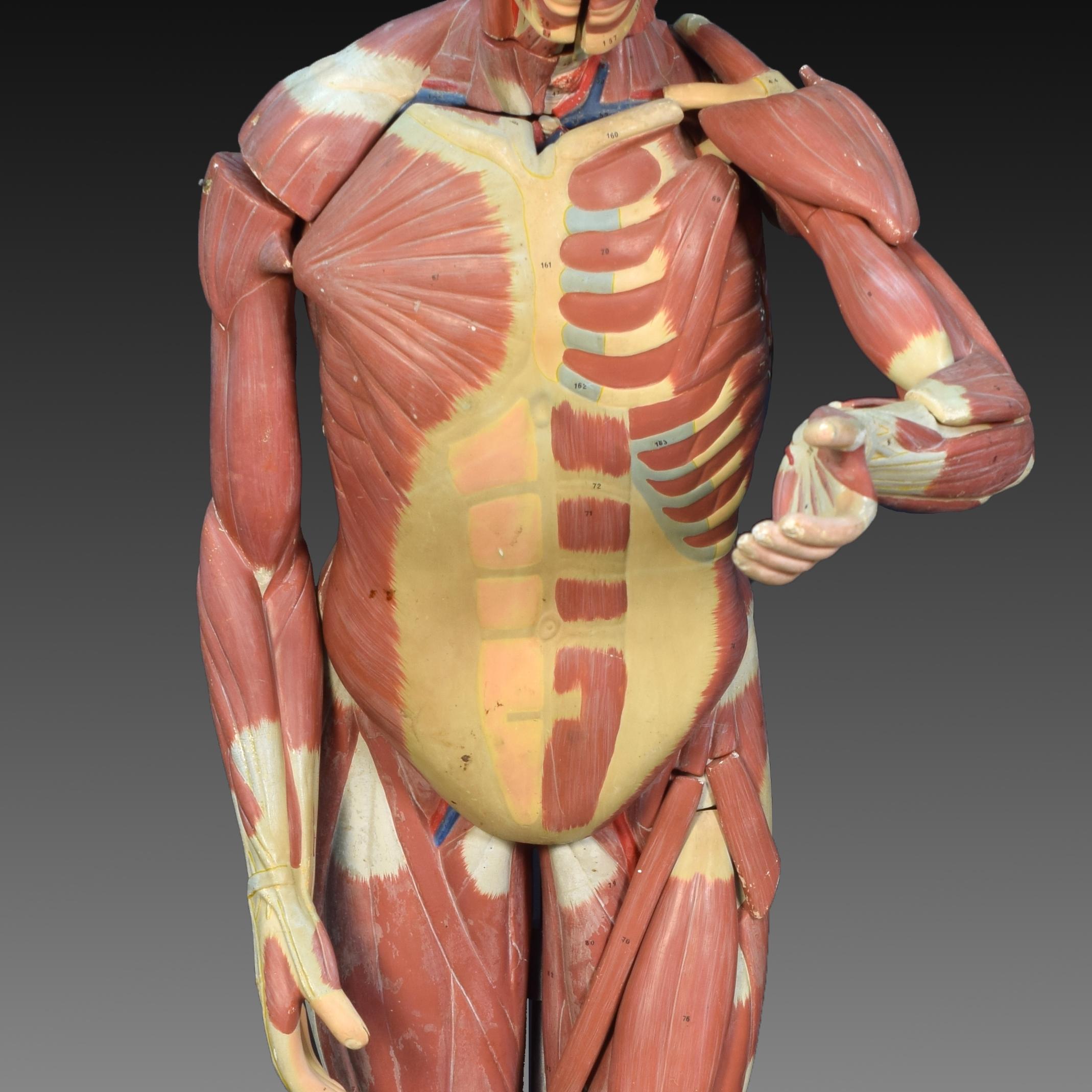 Anatomy Model, Muscular System, circa 1950 In Fair Condition In Madrid, ES