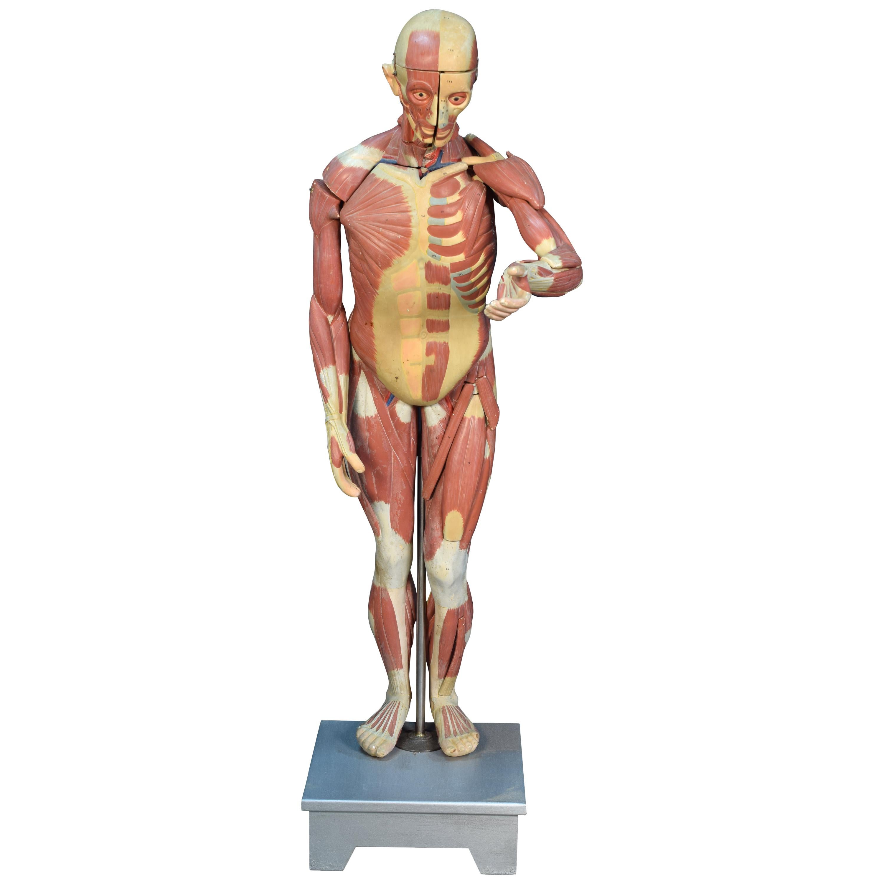 Anatomy Model, Muscular System, circa 1950