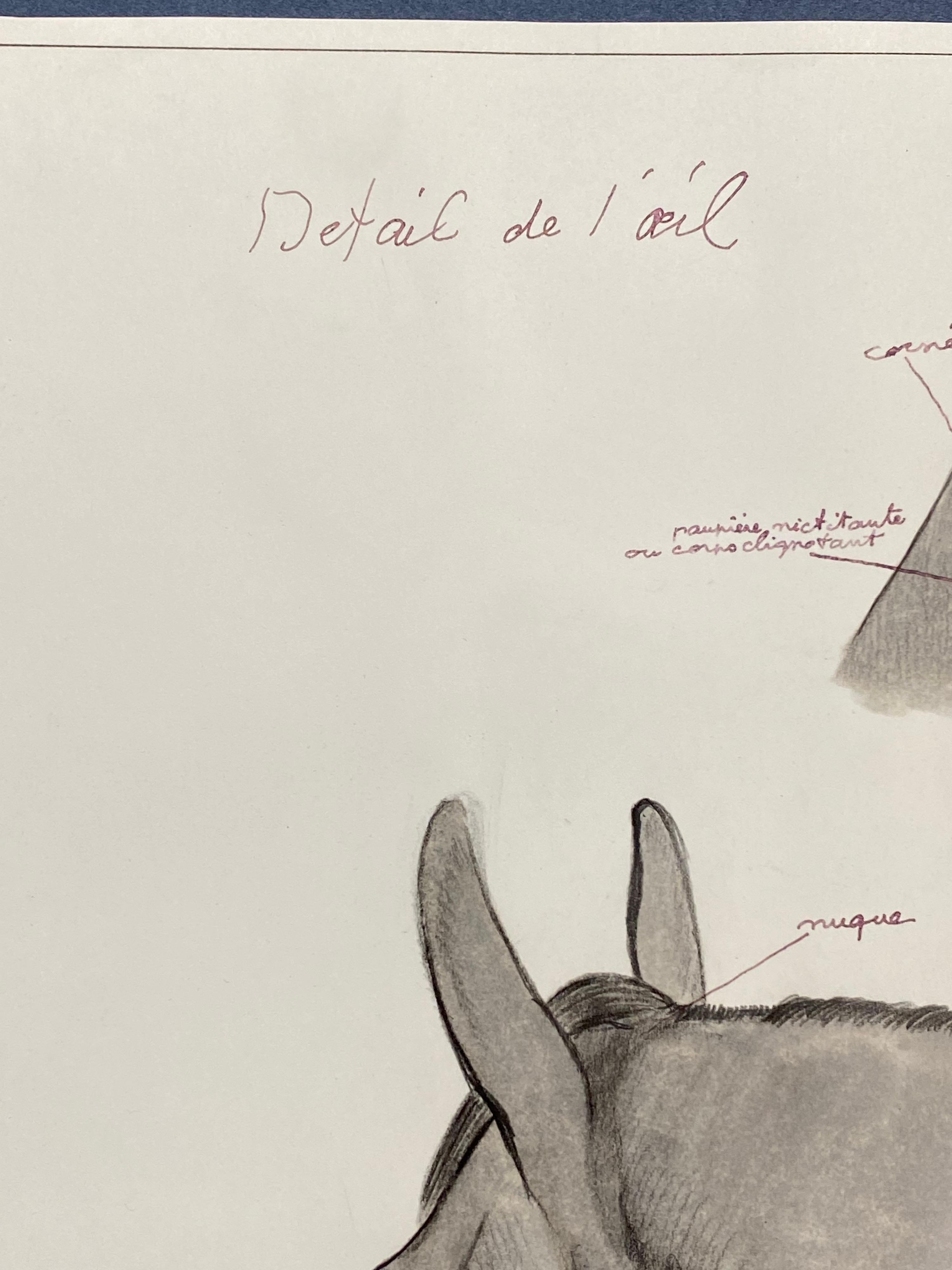horse head anatomy drawing