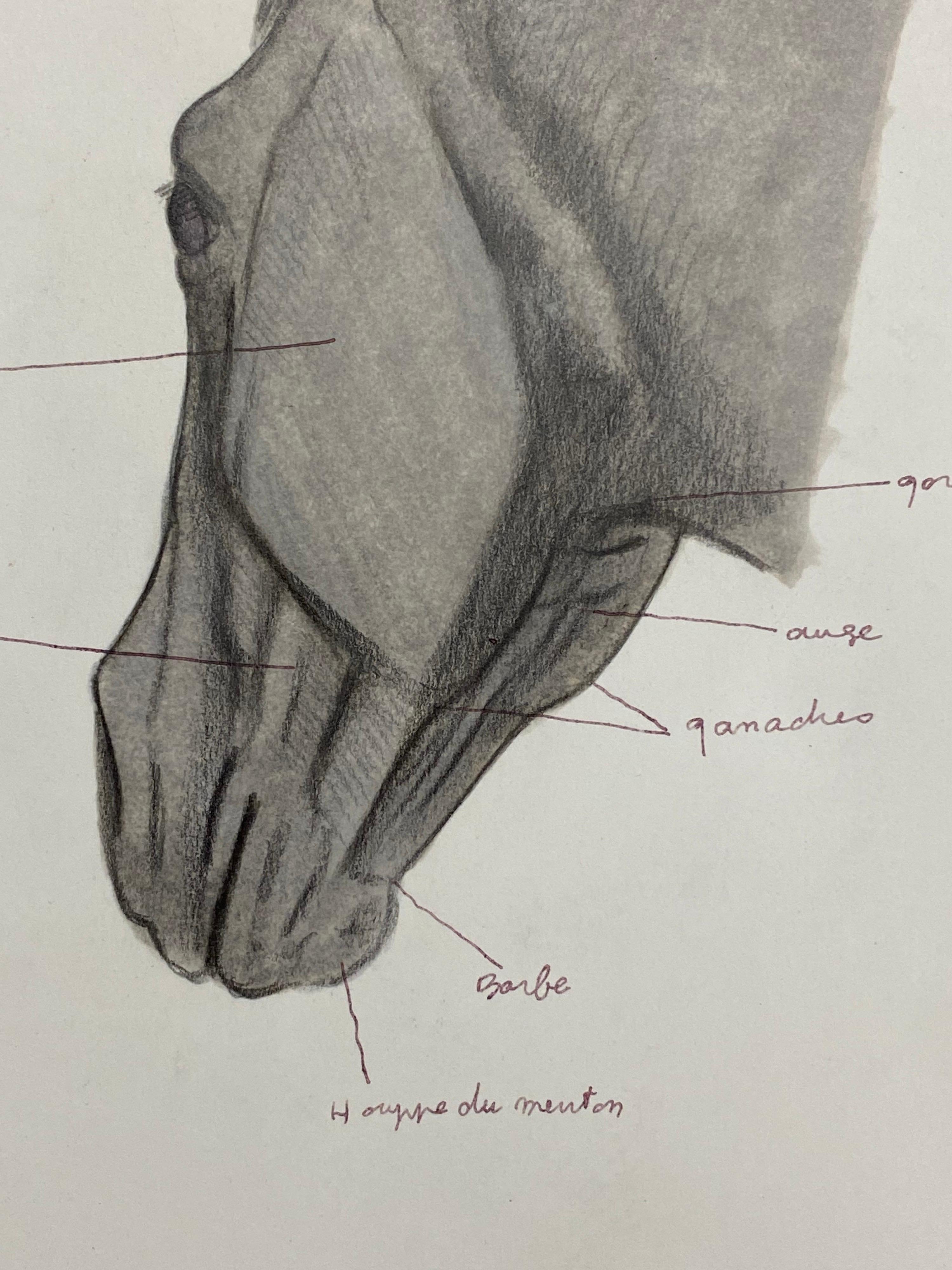Anatomy of a Horse, Original French Artwork Equestrian Anatomy Study In Excellent Condition For Sale In Cirencester, GB