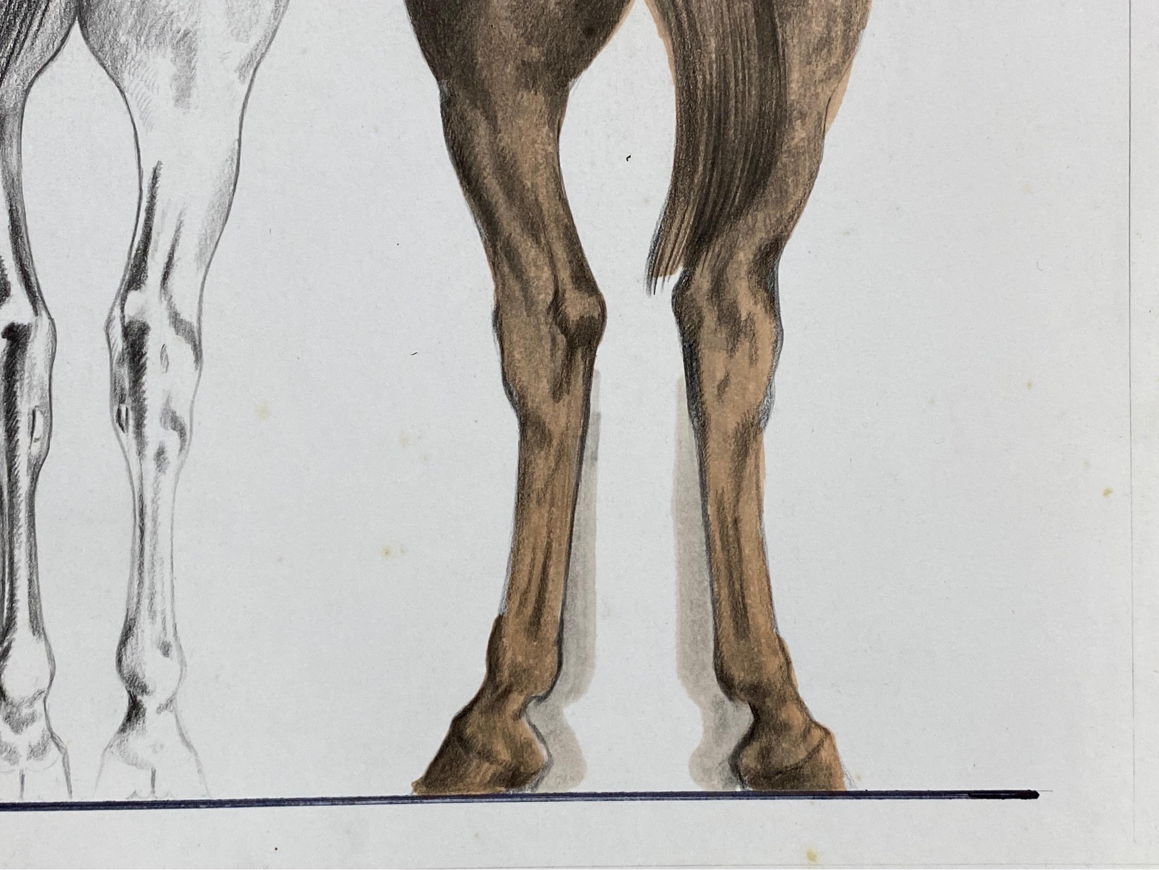20th Century Anatomy of a Horse, Original French Artwork Equestrian Anatomy Study For Sale