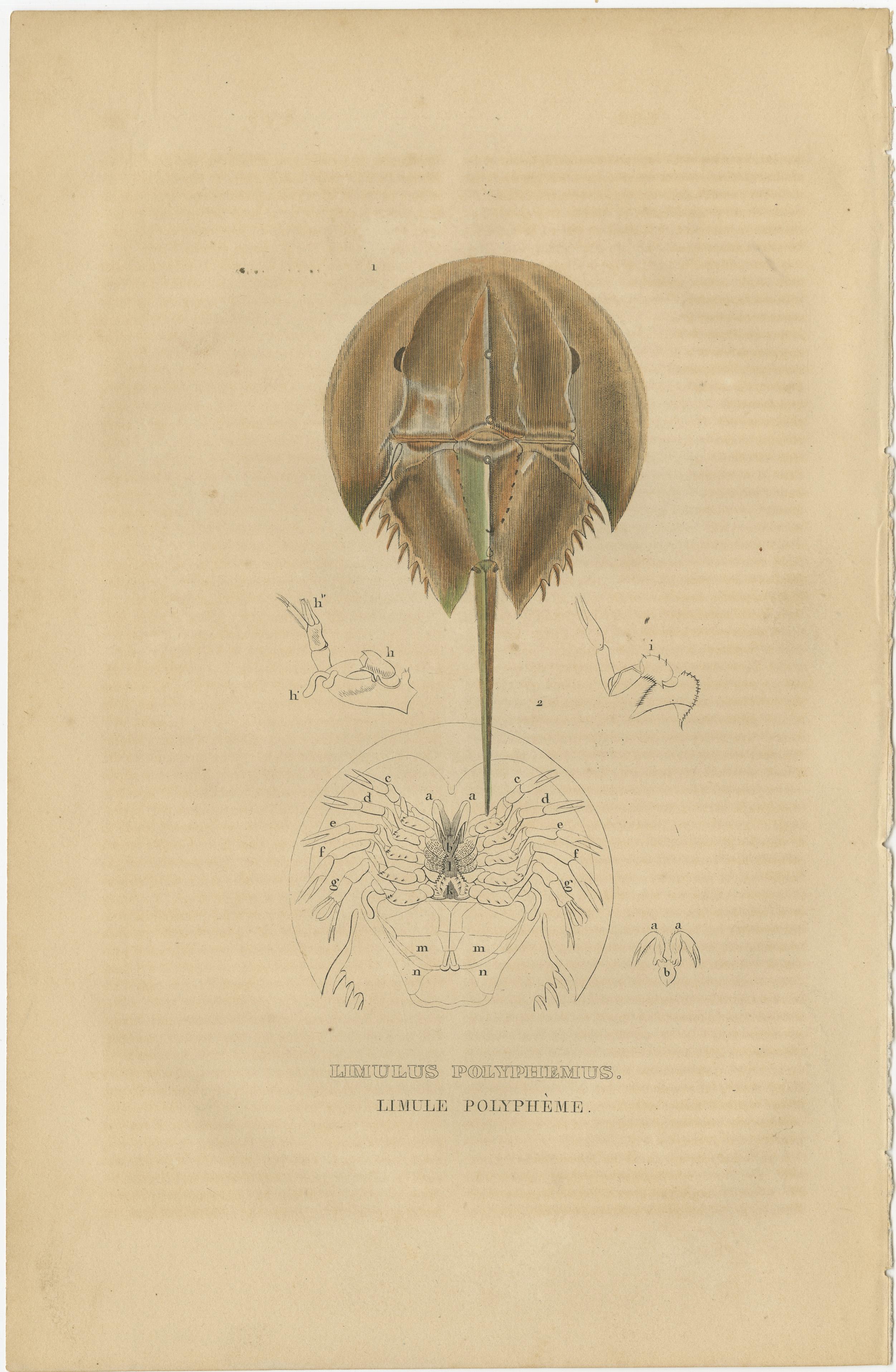 The animal depicted in this print is commonly known as the horseshoe crab, specifically the Limulus polyphemus, also known as the Atlantic horseshoe crab. These marine arthropods are not true crabs but are related to arachnids (spiders and