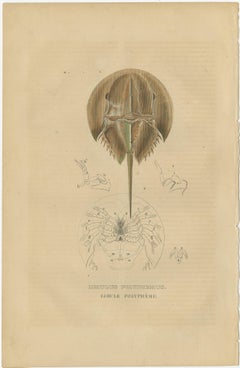 Anatomy of the Atlantic Horseshoe Crab, A Hand-Colored Engraving of 1845