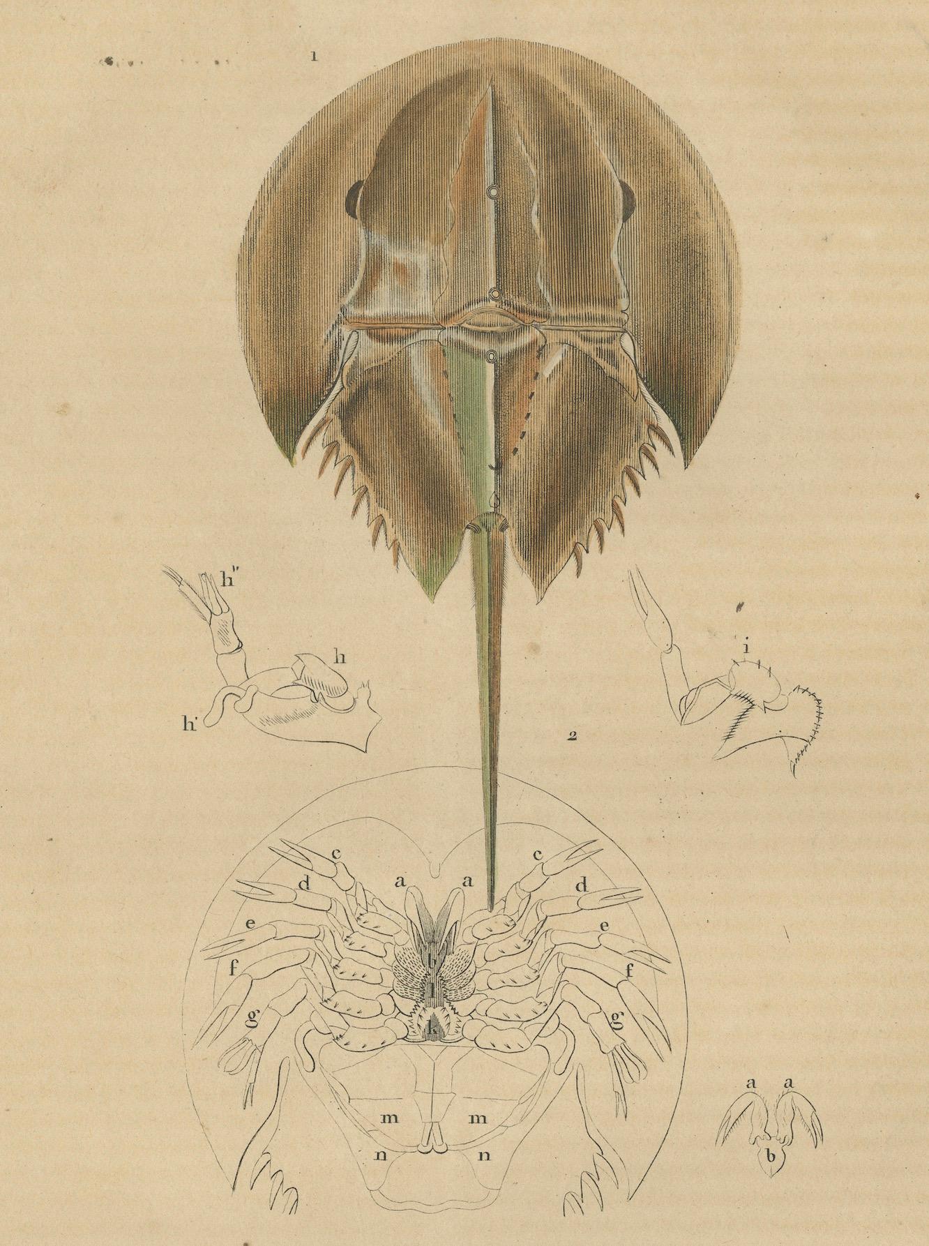 Gravé Anatomy of the Atlantic Horseshoe Crab, une gravure colorée à la main de 1845 en vente