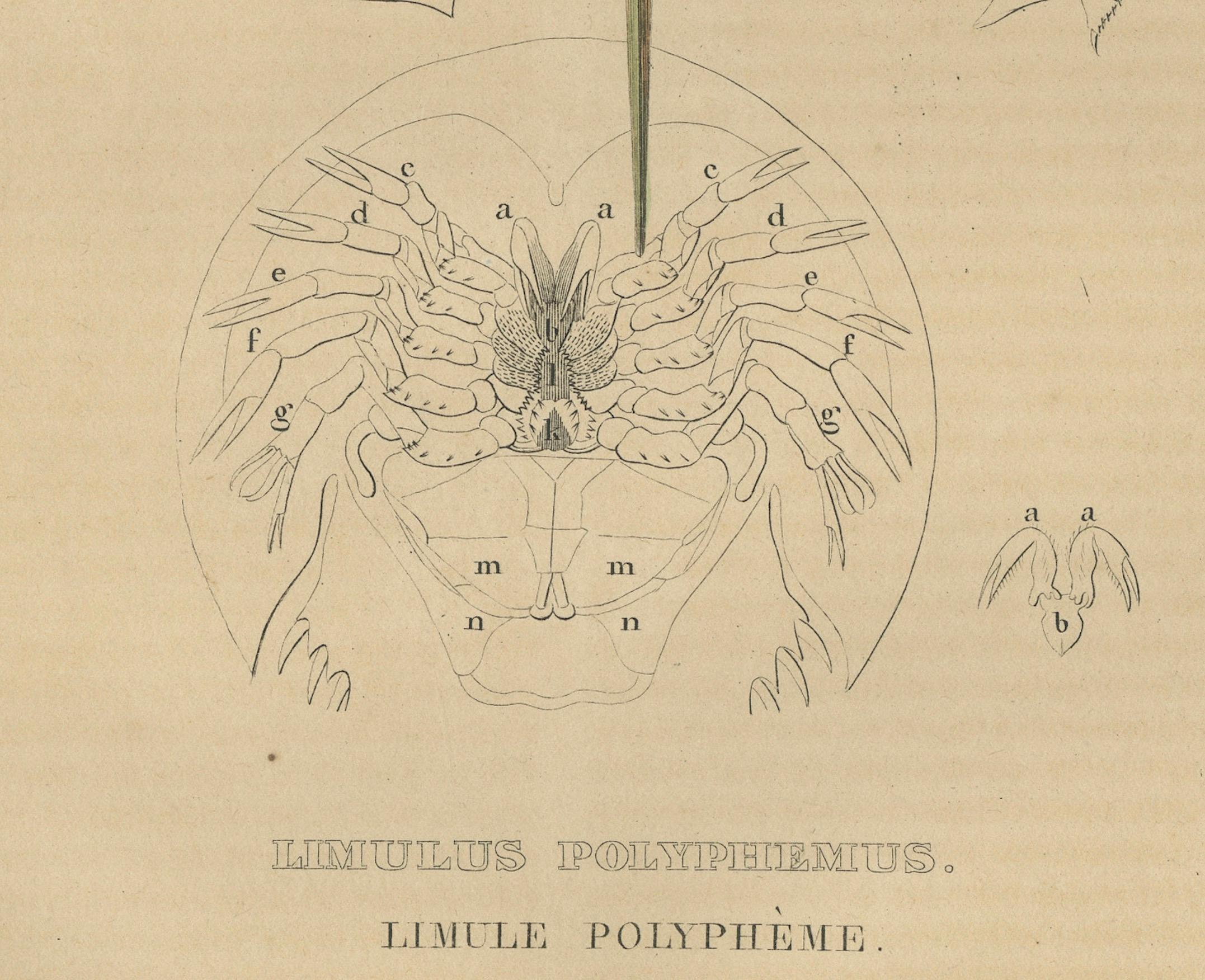 Anatomía del cangrejo herradura del Atlántico, grabado coloreado a mano de 1845 Grabado en venta