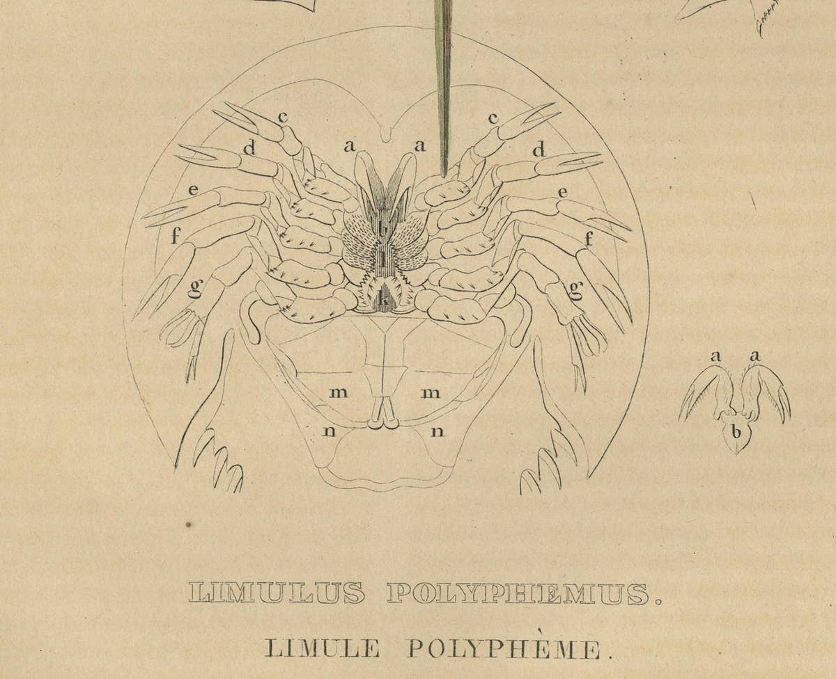 Anatomy of the Atlantic Horseshoe Crab, A Hand-Colored Engraving of 1845