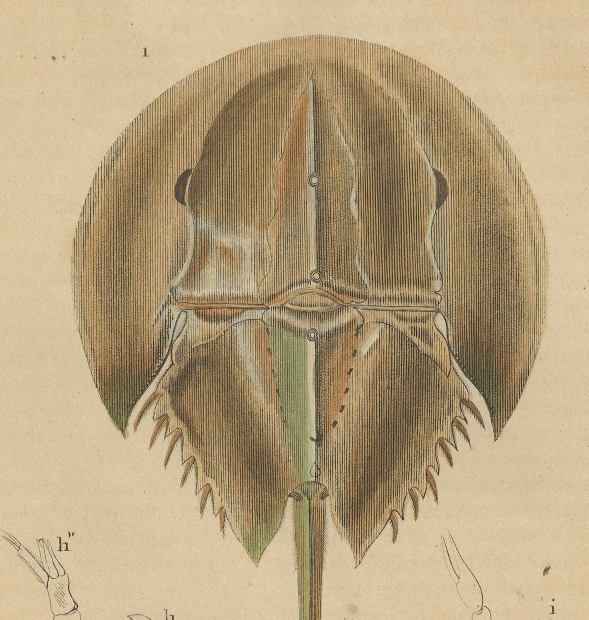 Anatomy of the Atlantic Horseshoe Crab, A Hand-Colored Engraving of 1845