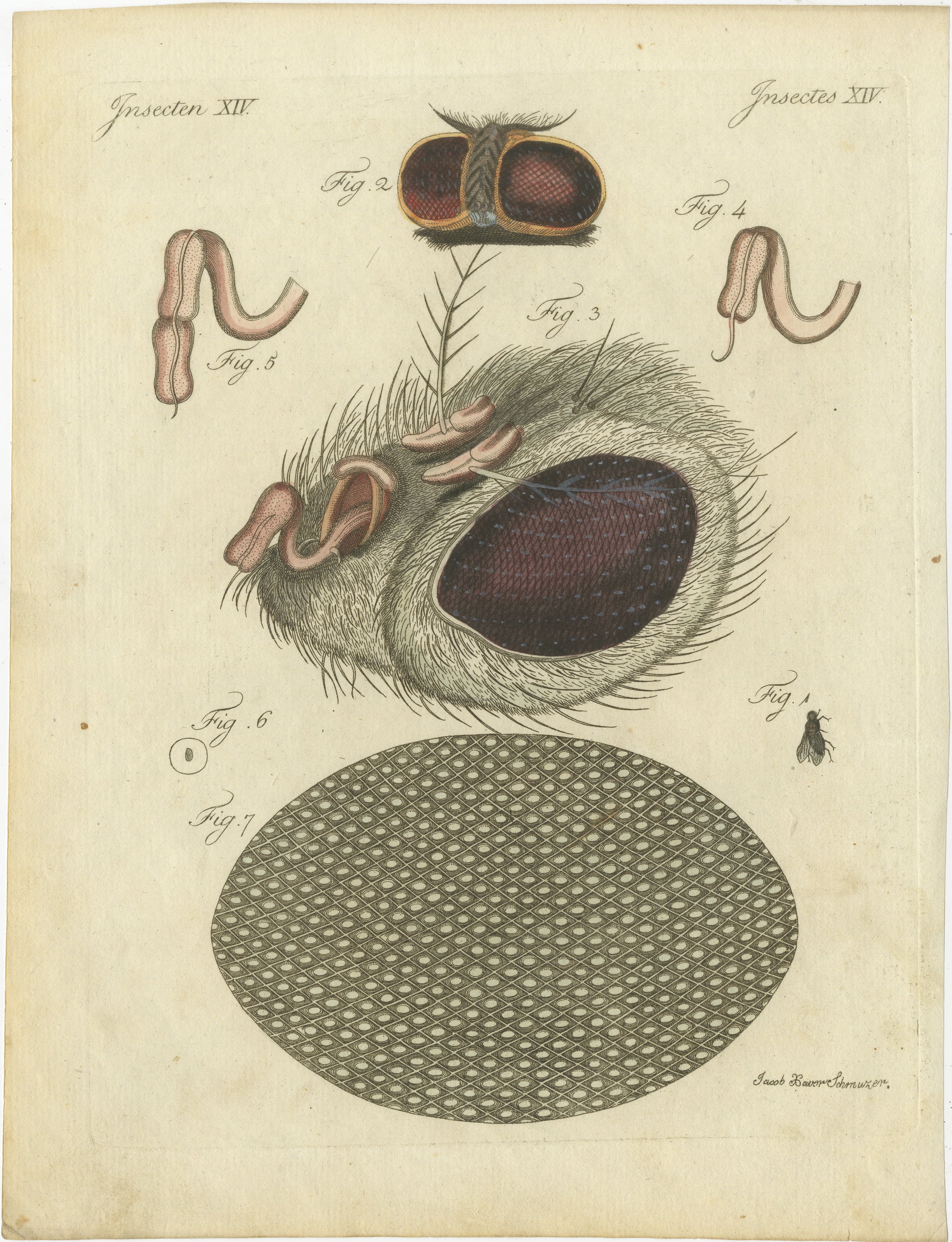Titel: Anatomie der gemeinen Fliege: Handkolorierter Kupferstich aus Bertuchs 
