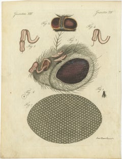 Anatomy of the Common Fly: Hand-Colored Engraving from Bertuch, 1798