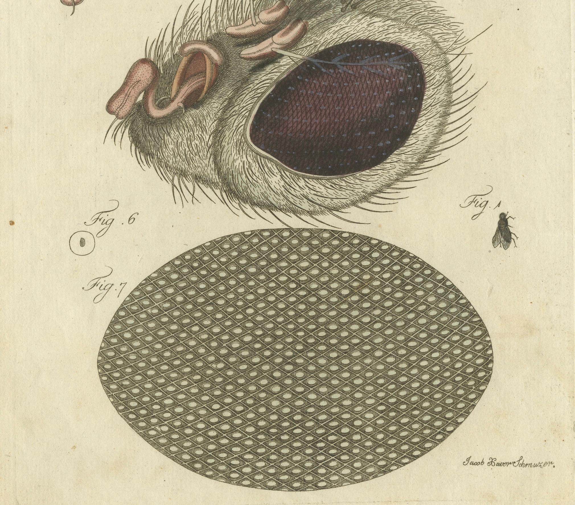 Anatomie des Common Fly: Handkolorierte Gravur von Bertuch, 1798 (Deutsch) im Angebot