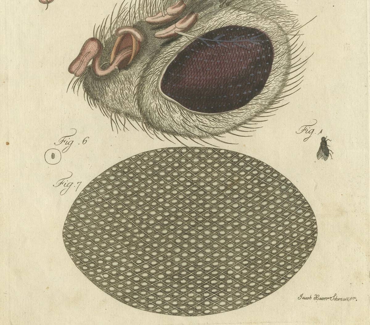 Anatomy of the Common Fly: Hand-Colored Engraving from Bertuch, 1798