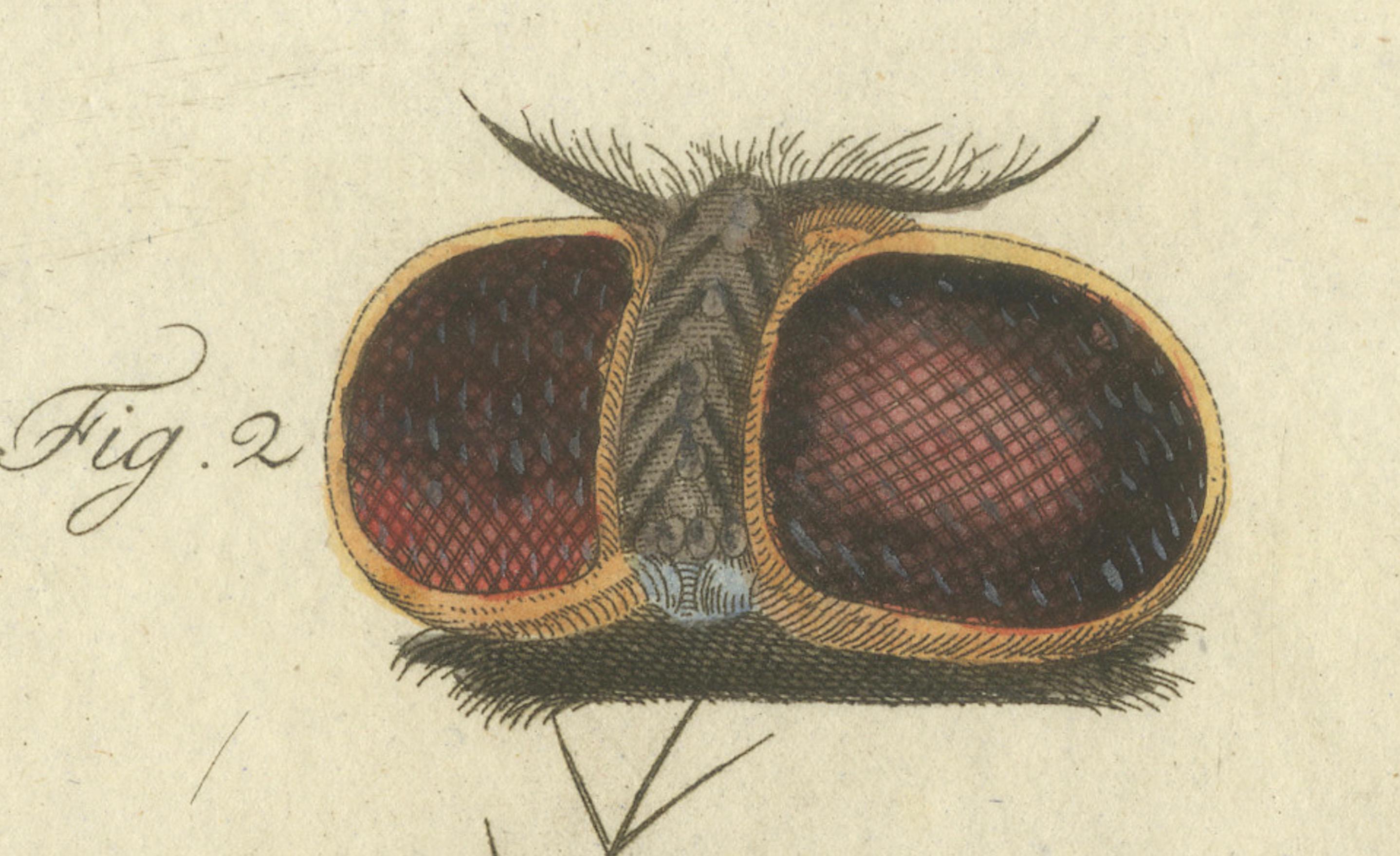 Anatomie des Common Fly: Handkolorierte Gravur von Bertuch, 1798 (Graviert) im Angebot