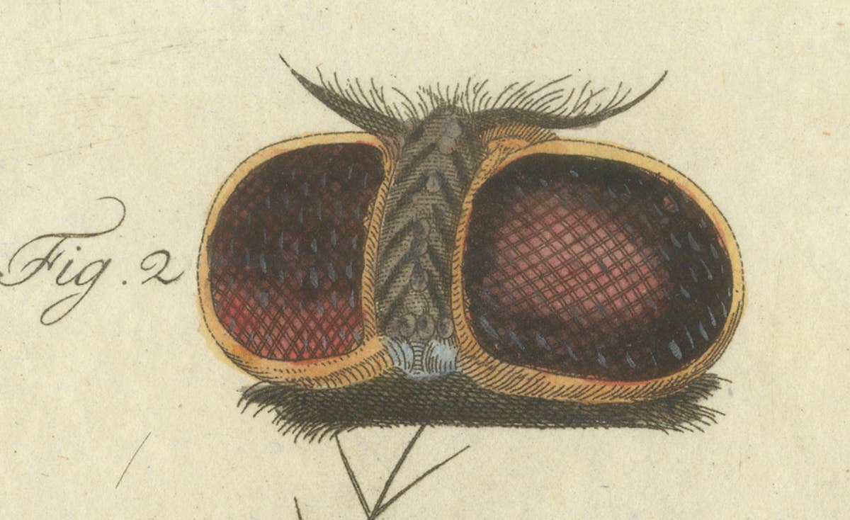 Anatomy of the Common Fly: Hand-Colored Engraving from Bertuch, 1798