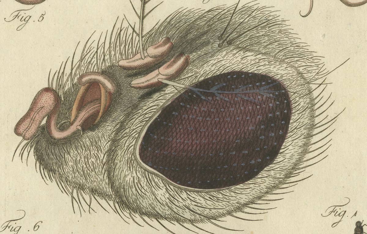Anatomy of the Common Fly: Hand-Colored Engraving from Bertuch, 1798