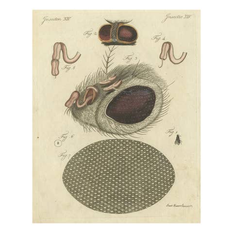 Anatomy of the Common Fly: Hand-Colored Engraving from Bertuch, 1798